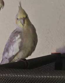 Lost Cockatiel