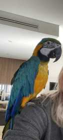 Lost Macaw