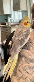 Lost Cockatiel