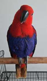 Lost Eclectus