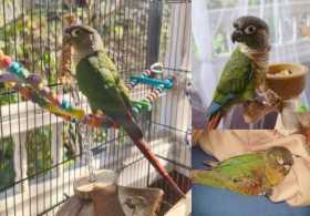 Lost Conure