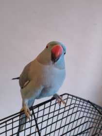 Lost Indian Ringneck Parakeet