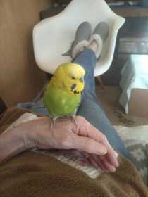 Lost Budgerigar