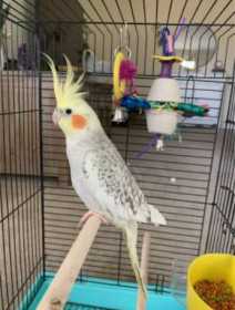 Lost Cockatiel