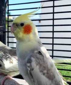 Lost Cockatiel