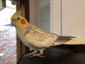 Lost Cockatiel