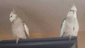 Lost Cockatiel