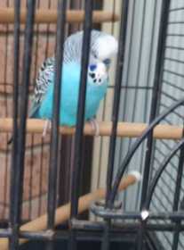 Lost Budgerigar