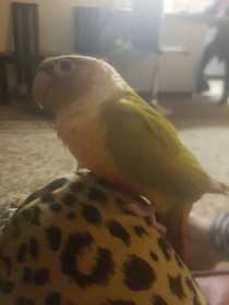 Lost Conure