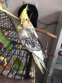 Lost Cockatiel