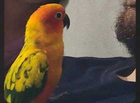 Lost Conure