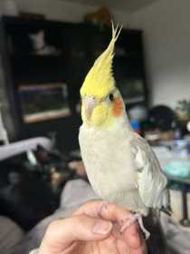 Lost Cockatiel