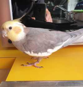 Lost Cockatiel