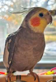 Lost Cockatiel