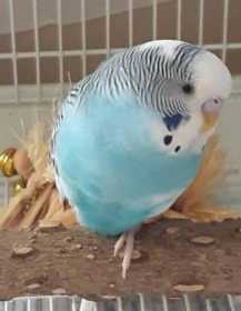 Lost Budgerigar