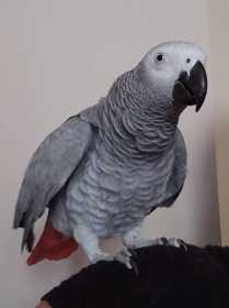 Lost African Grey