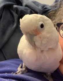 Lost Cockatoo