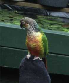 Lost Conure