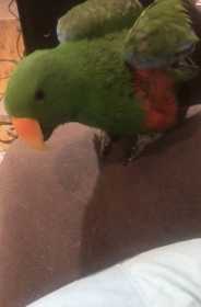 Lost Eclectus