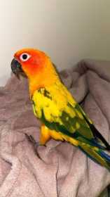 Lost Conure