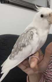 Lost Cockatiel