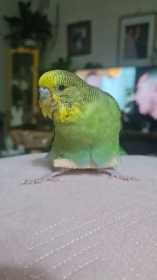 Lost Budgerigar