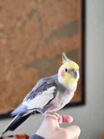 Lost Cockatiel