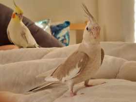 Lost Cockatiel