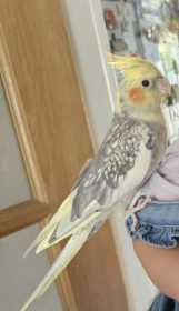 Lost Cockatiel