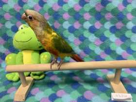 Lost Conure