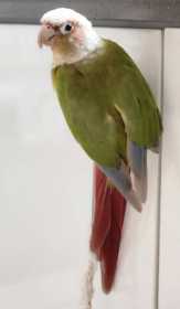 Lost Conure