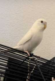 Lost Parakeet