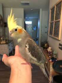 Lost Cockatiel