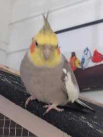 Lost Cockatiel