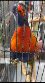 Lost Lory / Lorikeet