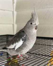 Lost Cockatiel