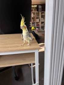 Lost Cockatiel