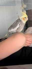 Lost Cockatiel