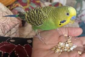 Lost Parakeet