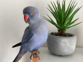 Lost Indian Ringneck Parakeet