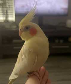 Lost Cockatiel