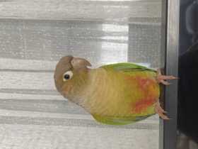 Lost Conure