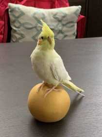 Lost Cockatiel