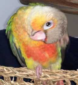 Lost Conure