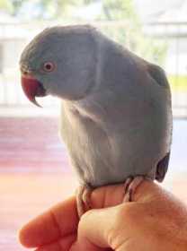 Lost Indian Ringneck Parakeet