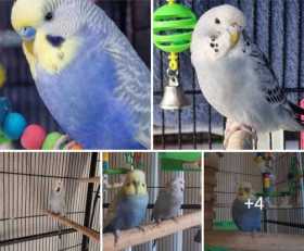 Lost Budgerigar