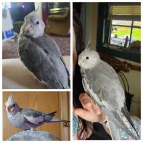 Lost Cockatiel