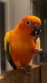 Lost Conure