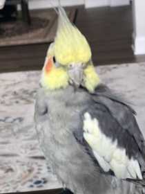 Lost Cockatiel