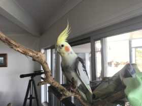 Lost Cockatiel